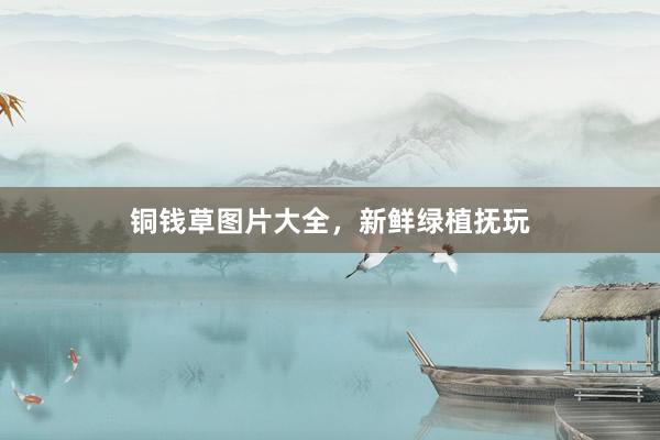 铜钱草图片大全，新鲜绿植抚玩